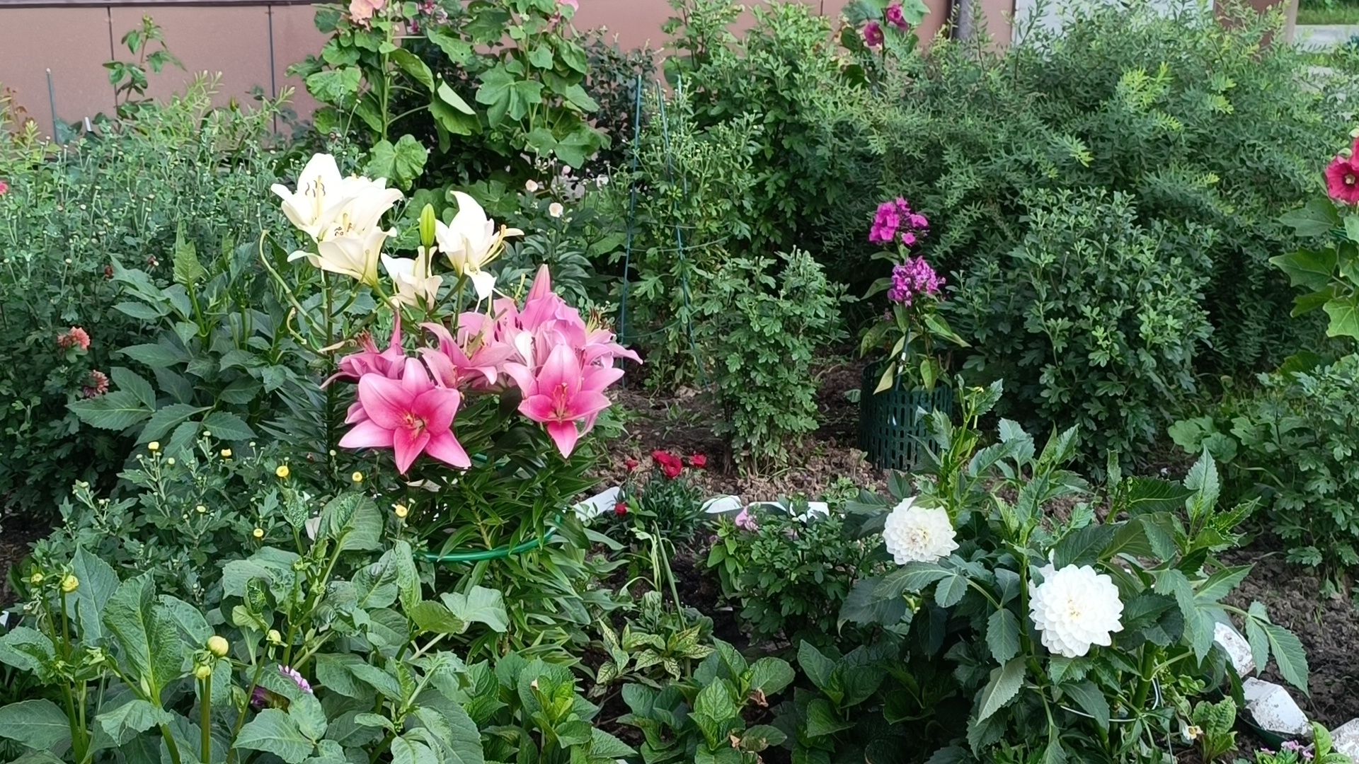 цветы, мкд, лобня,