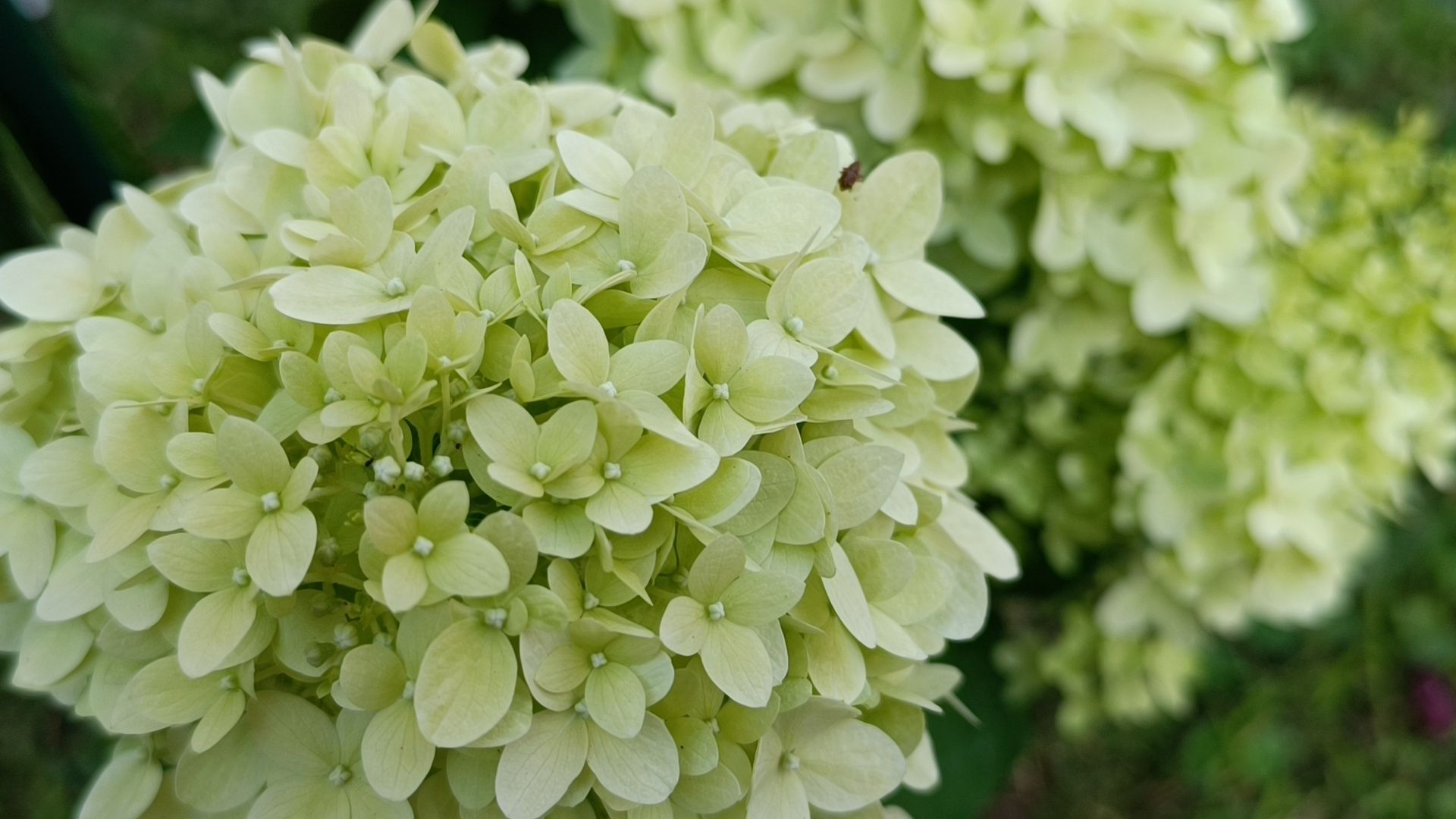 цветы, мкд, лобня,