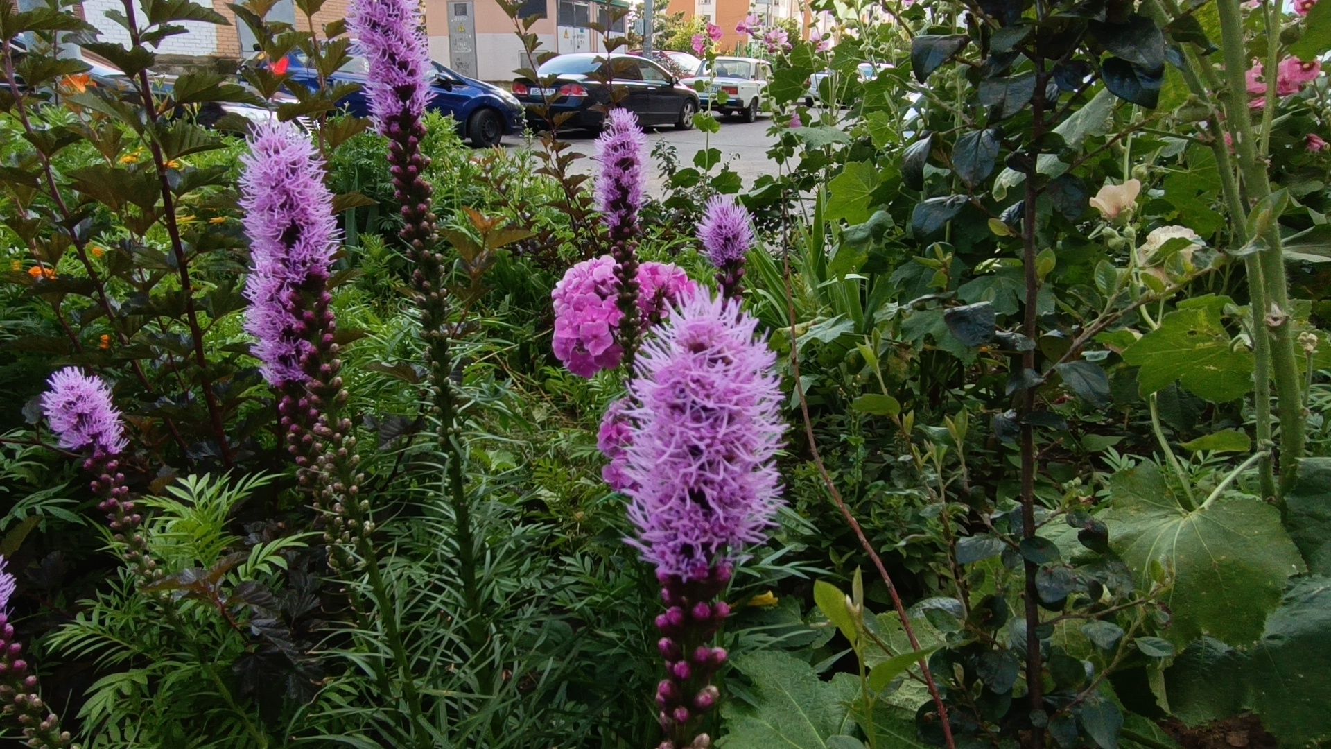 цветы, мкд, лобня,