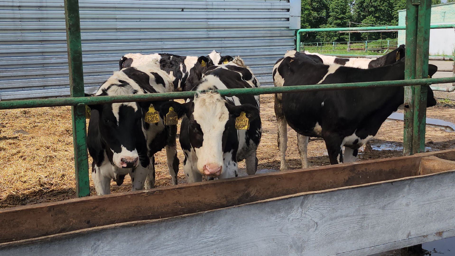 серпухов, деревня калугино, коровы в серпухове, ао дашковка, сельхозпредприятие в серпухове,