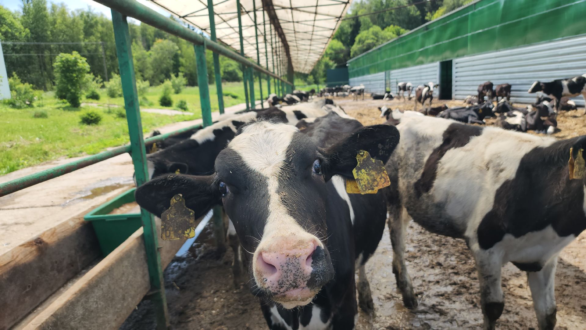 серпухов, деревня калугино, коровы в серпухове, ао дашковка, сельхозпредприятие в серпухове,