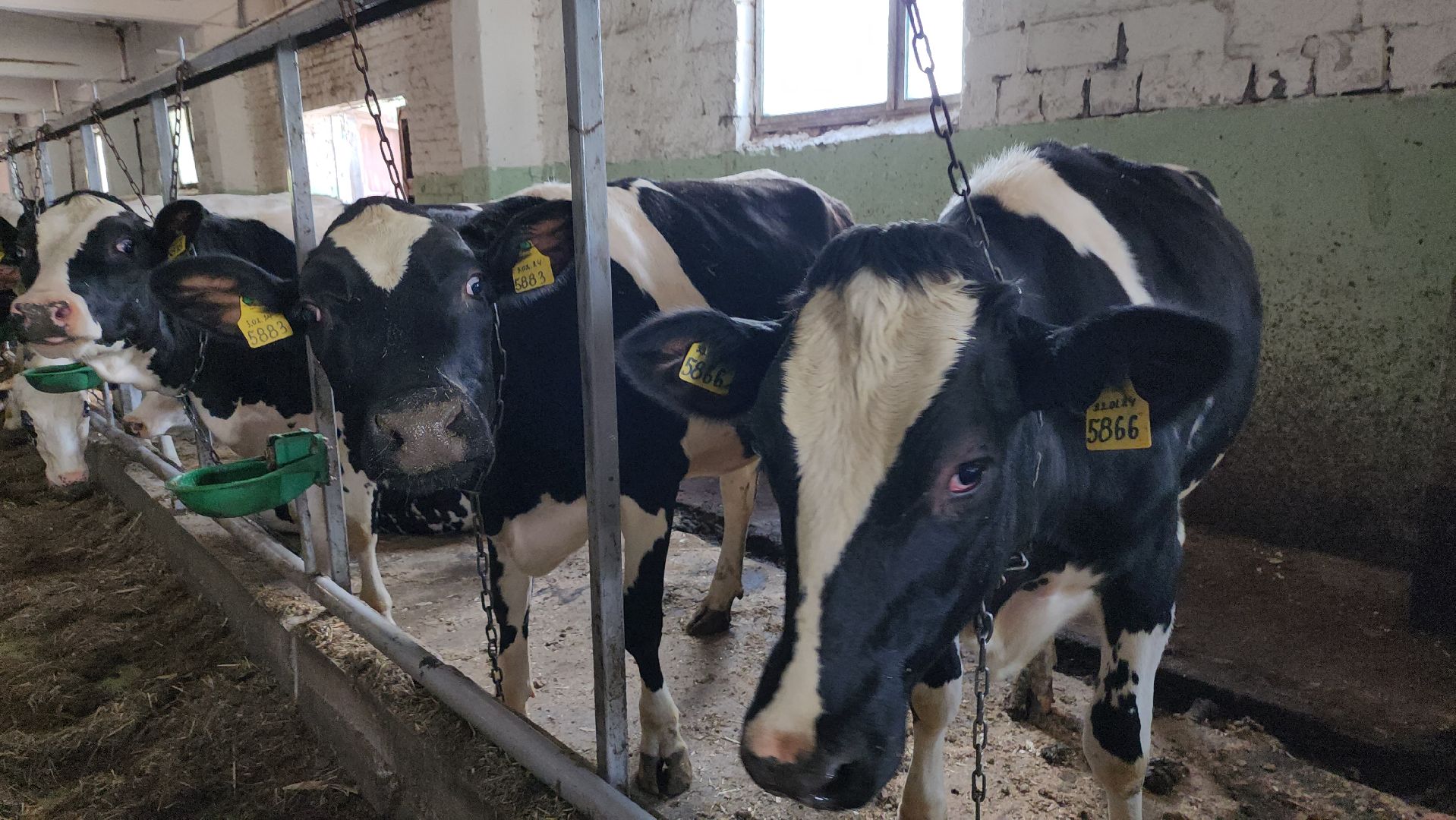 серпухов, деревня калугино, коровы в серпухове, ао дашковка, сельхозпредприятие в серпухове,