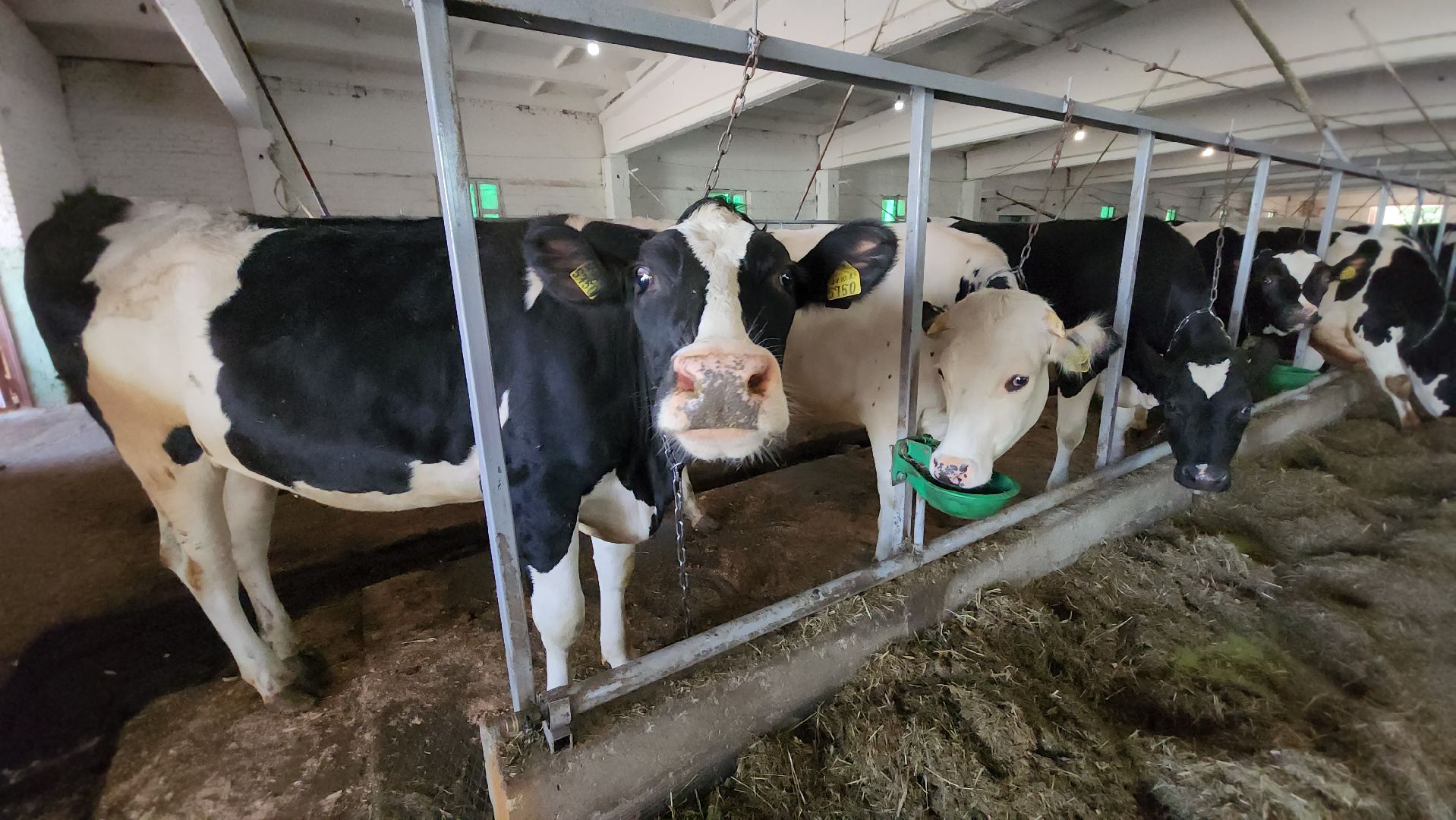 серпухов, деревня калугино, коровы в серпухове, ао дашковка, сельхозпредприятие в серпухове,