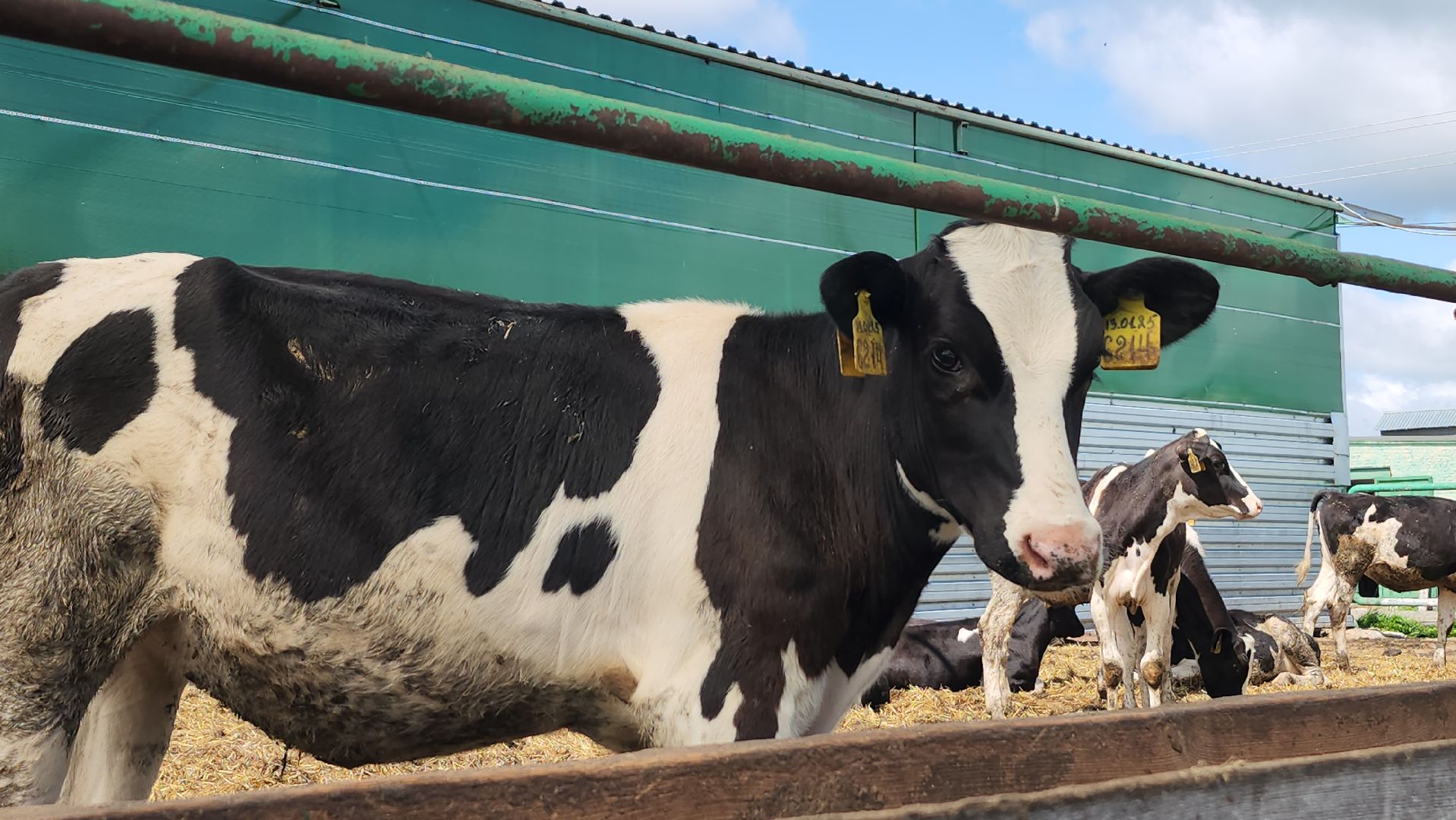 серпухов, деревня калугино, коровы в серпухове, ао дашковка, сельхозпредприятие в серпухове,