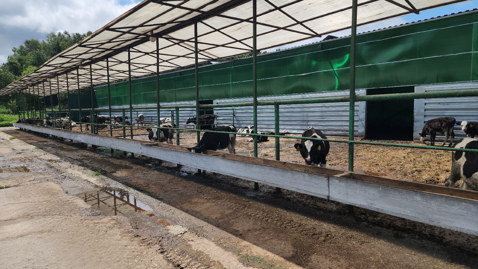 серпухов, деревня калугино, коровы в серпухове, ао дашковка, сельхозпредприятие в серпухове,