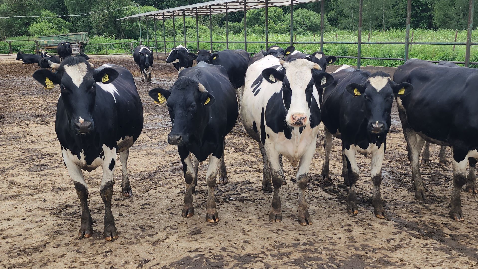 серпухов, деревня калугино, коровы в серпухове, ао дашковка, сельхозпредприятие в серпухове,