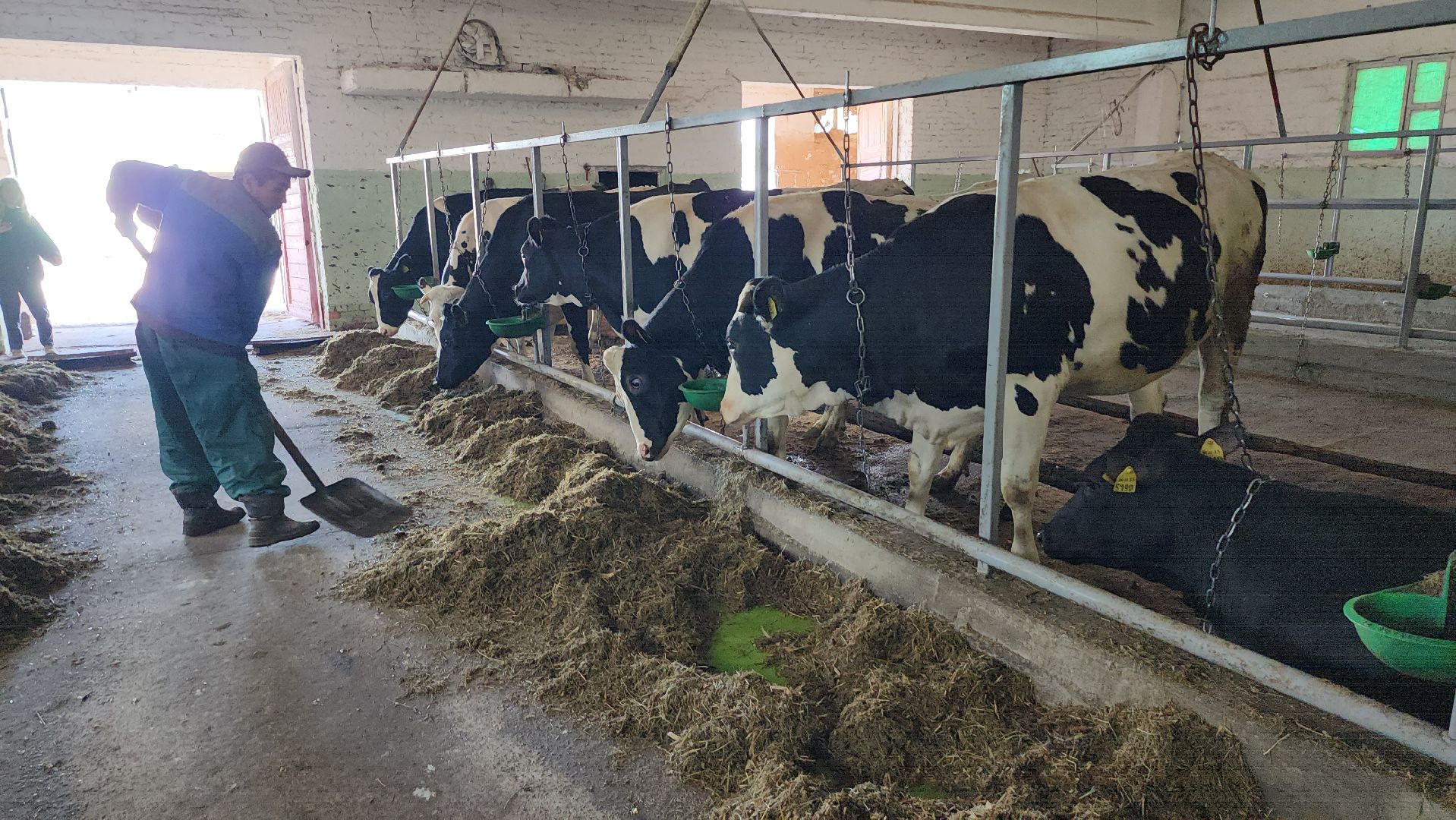 серпухов, деревня калугино, коровы в серпухове, ао дашковка, сельхозпредприятие в серпухове,