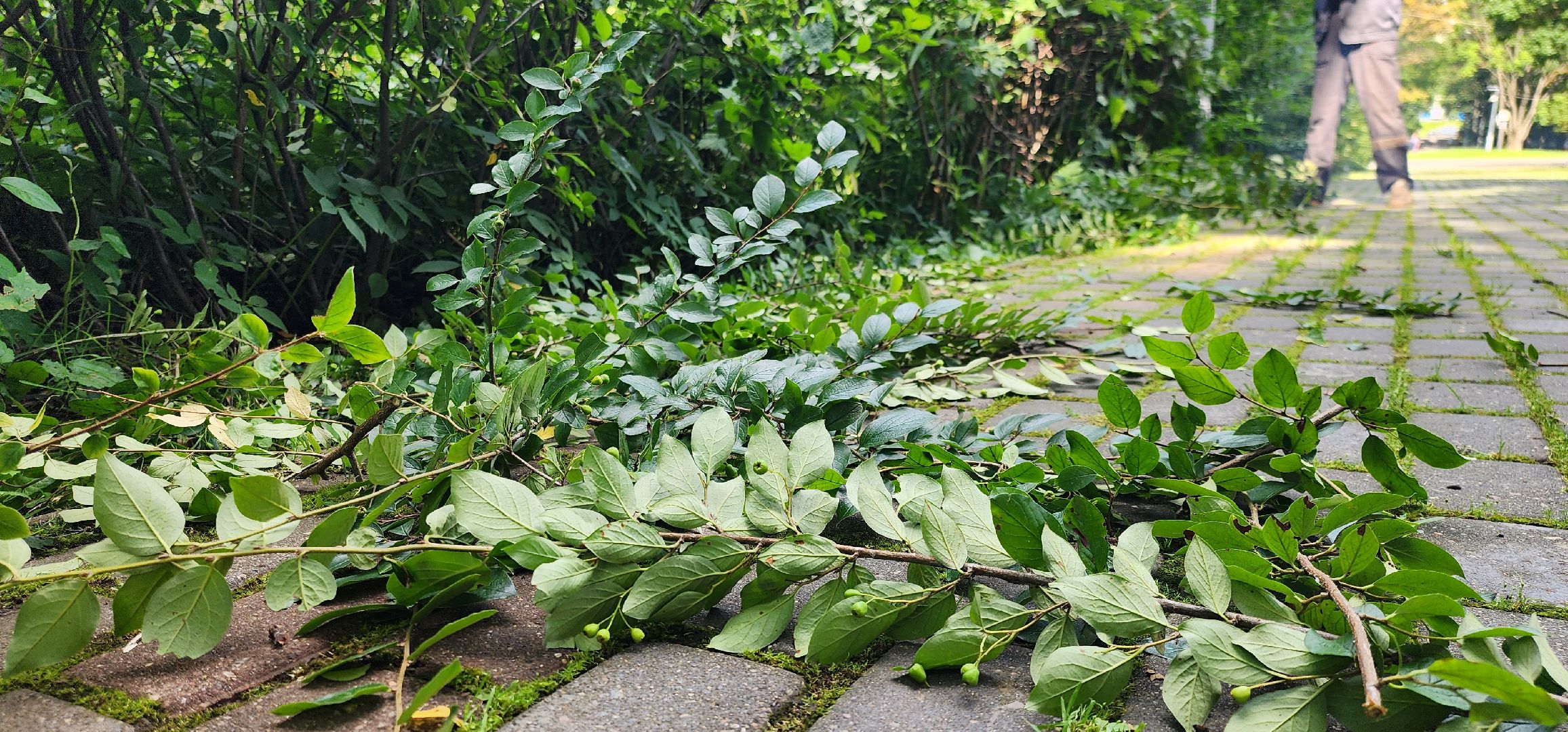 Химки, Благоустройство , Парки,