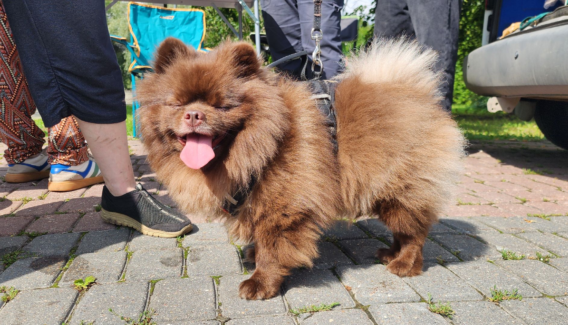 Химки, вакцинация животных, чипирование,