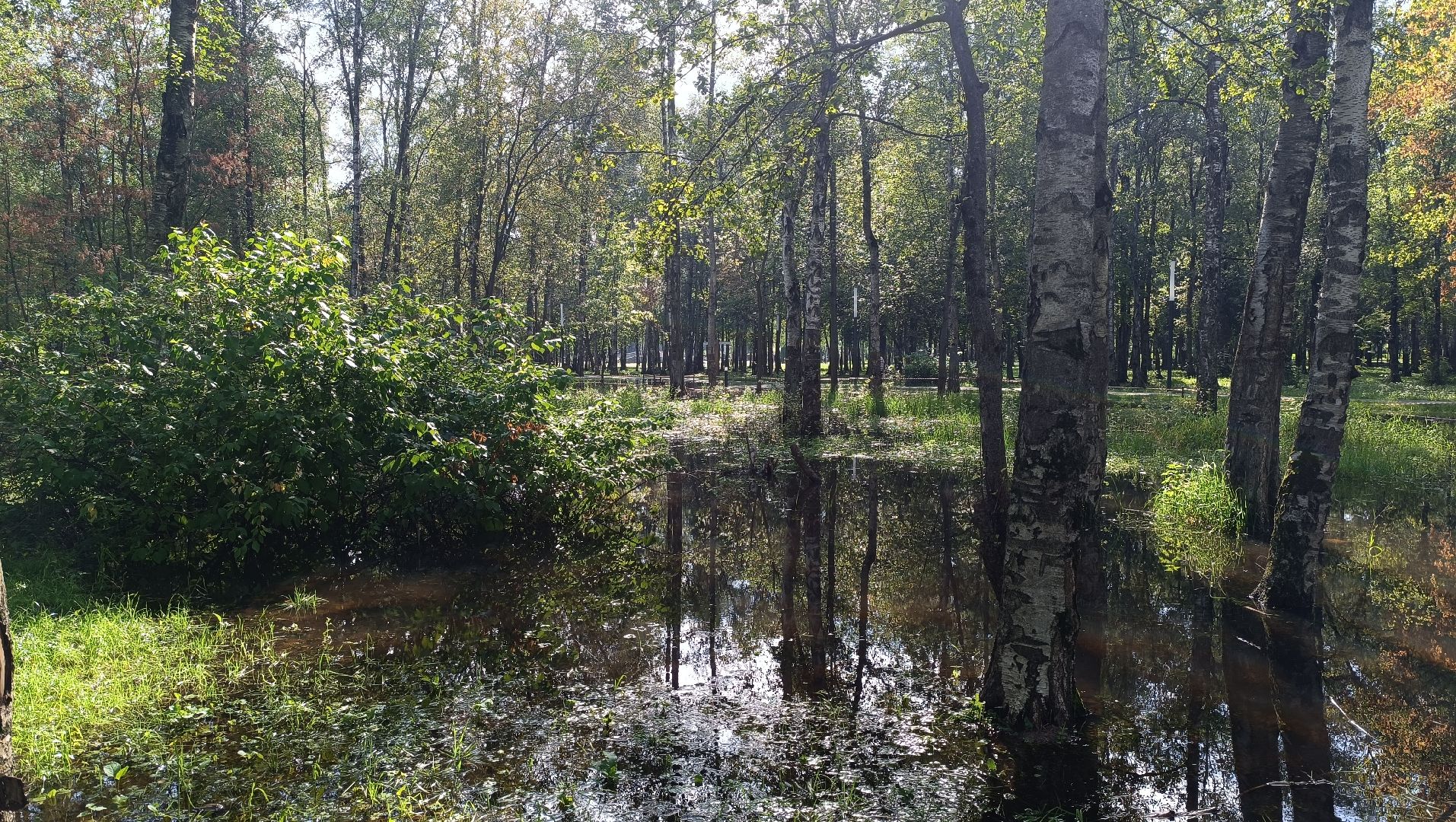 парк, подтопление, лобня,