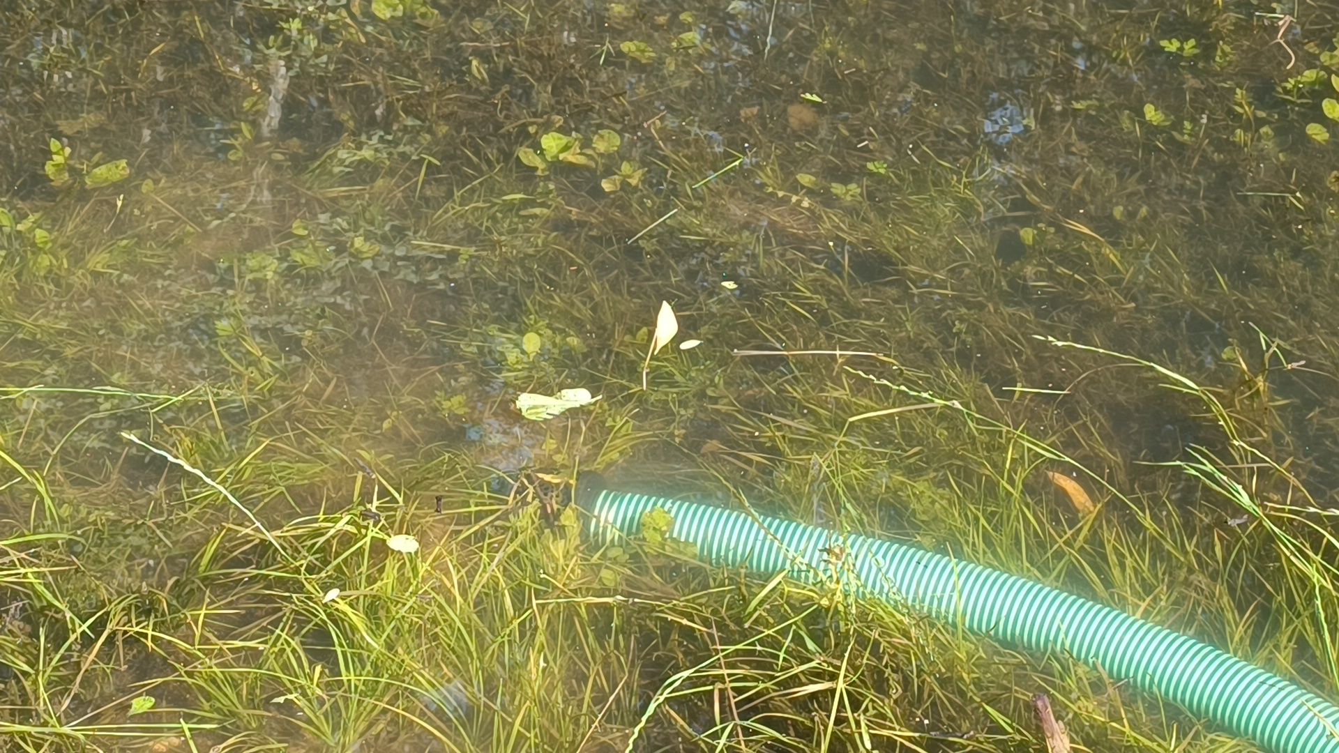 парк, подтопление, лобня,