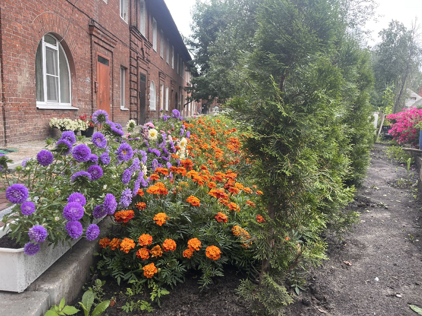 шатура, Цветы,