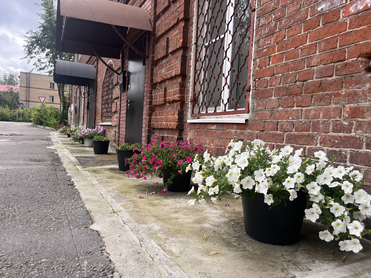 шатура, Цветы,