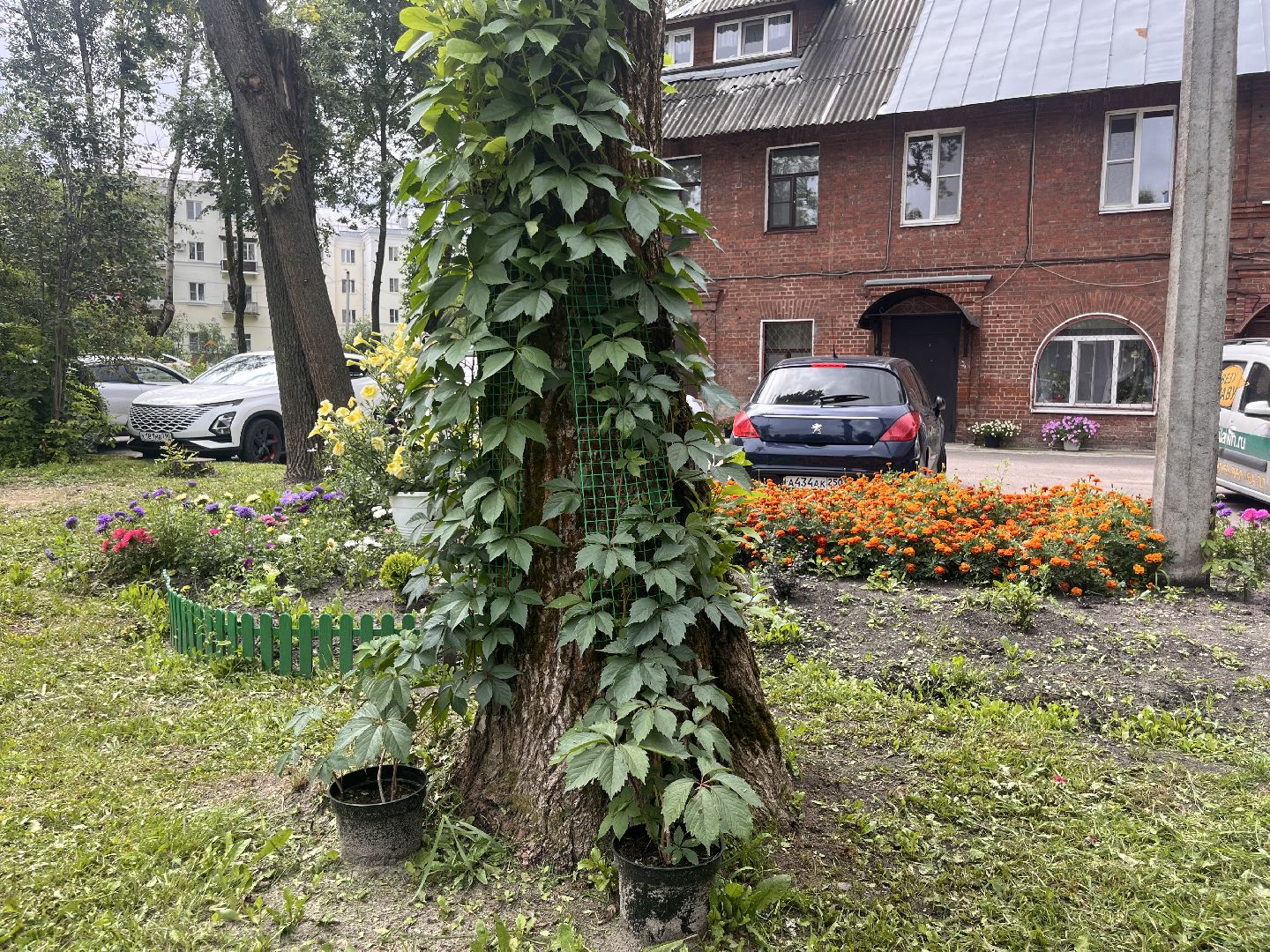 шатура, Цветы,