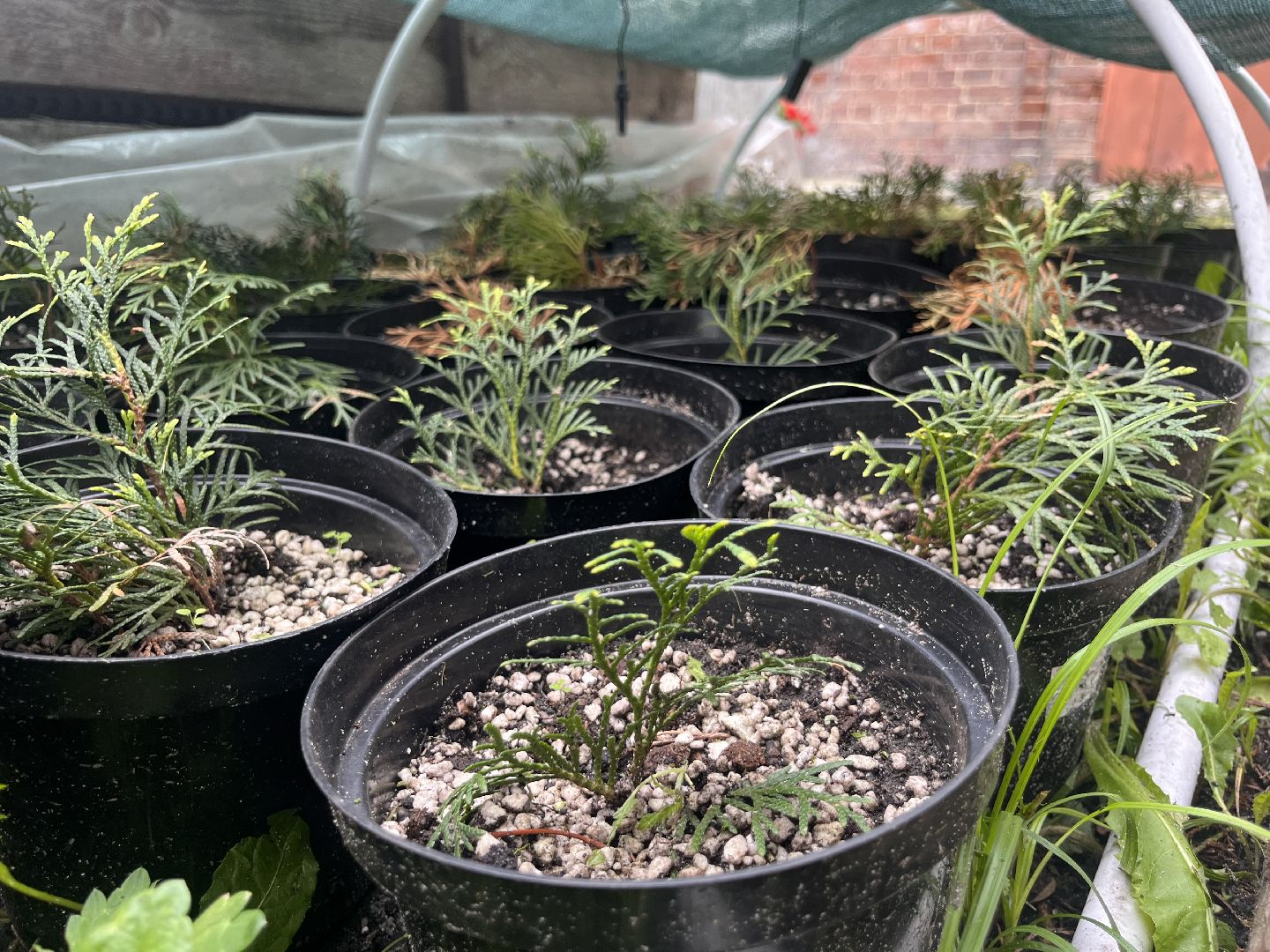 шатура, Цветы,