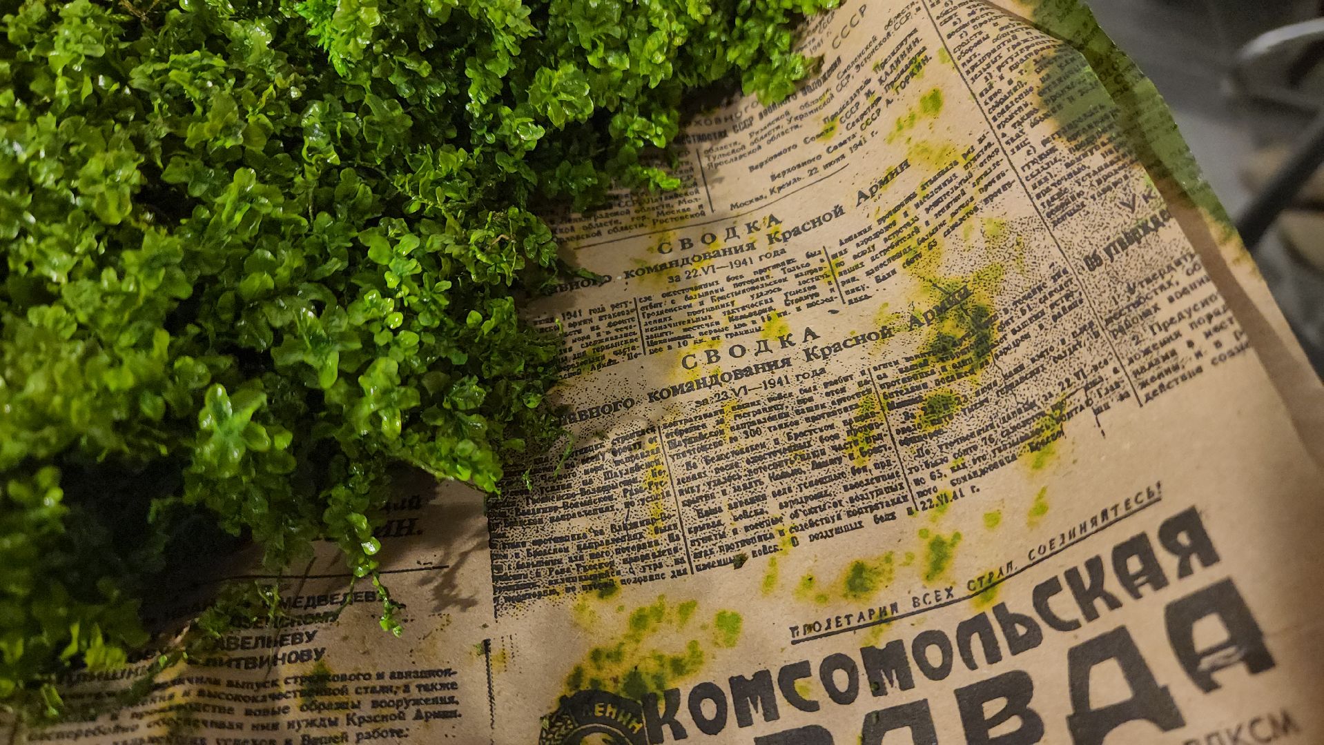 флорист, красногорск, краеведение,