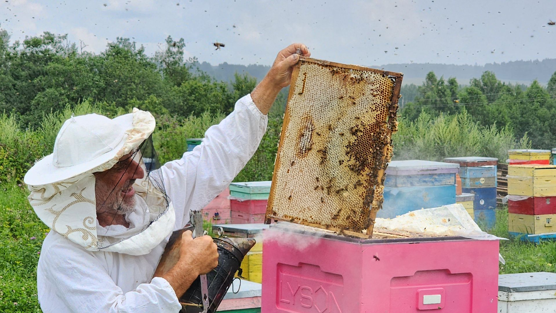 солнечногорск, пасека, заовражье, сельское хозяйство, мед,