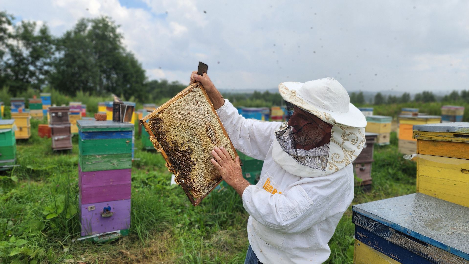 солнечногорск, пасека, заовражье, сельское хозяйство, мед,