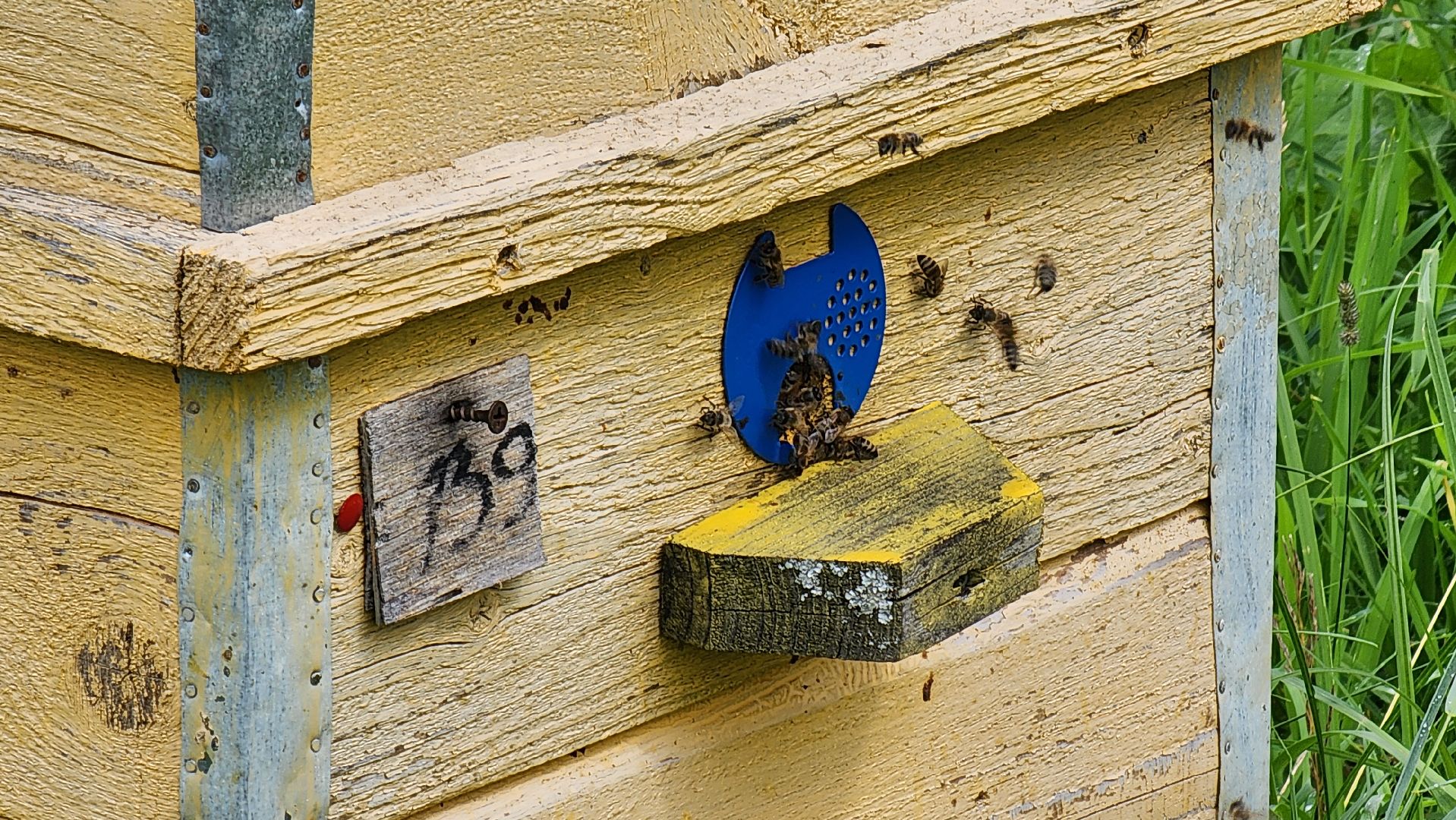 солнечногорск, пасека, заовражье, сельское хозяйство, мед,