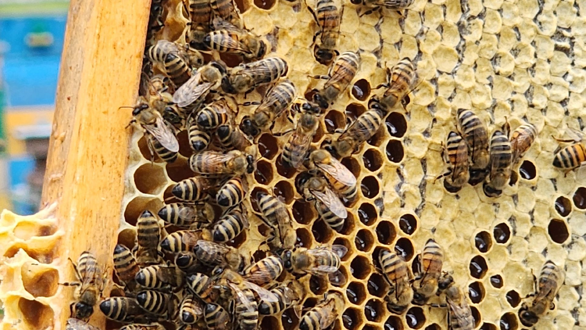 солнечногорск, пасека, заовражье, сельское хозяйство, мед,