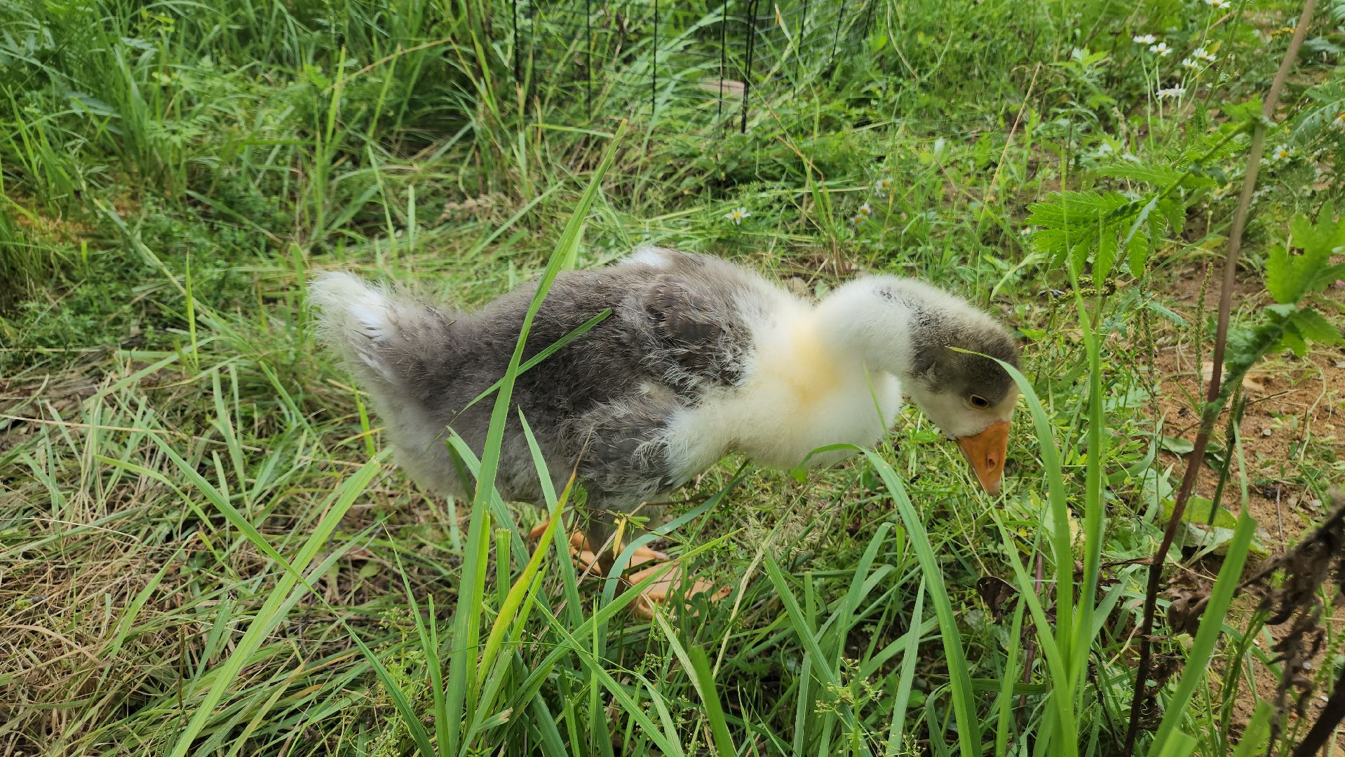 ступино, экопарк, туризм, лето в подмосковье,