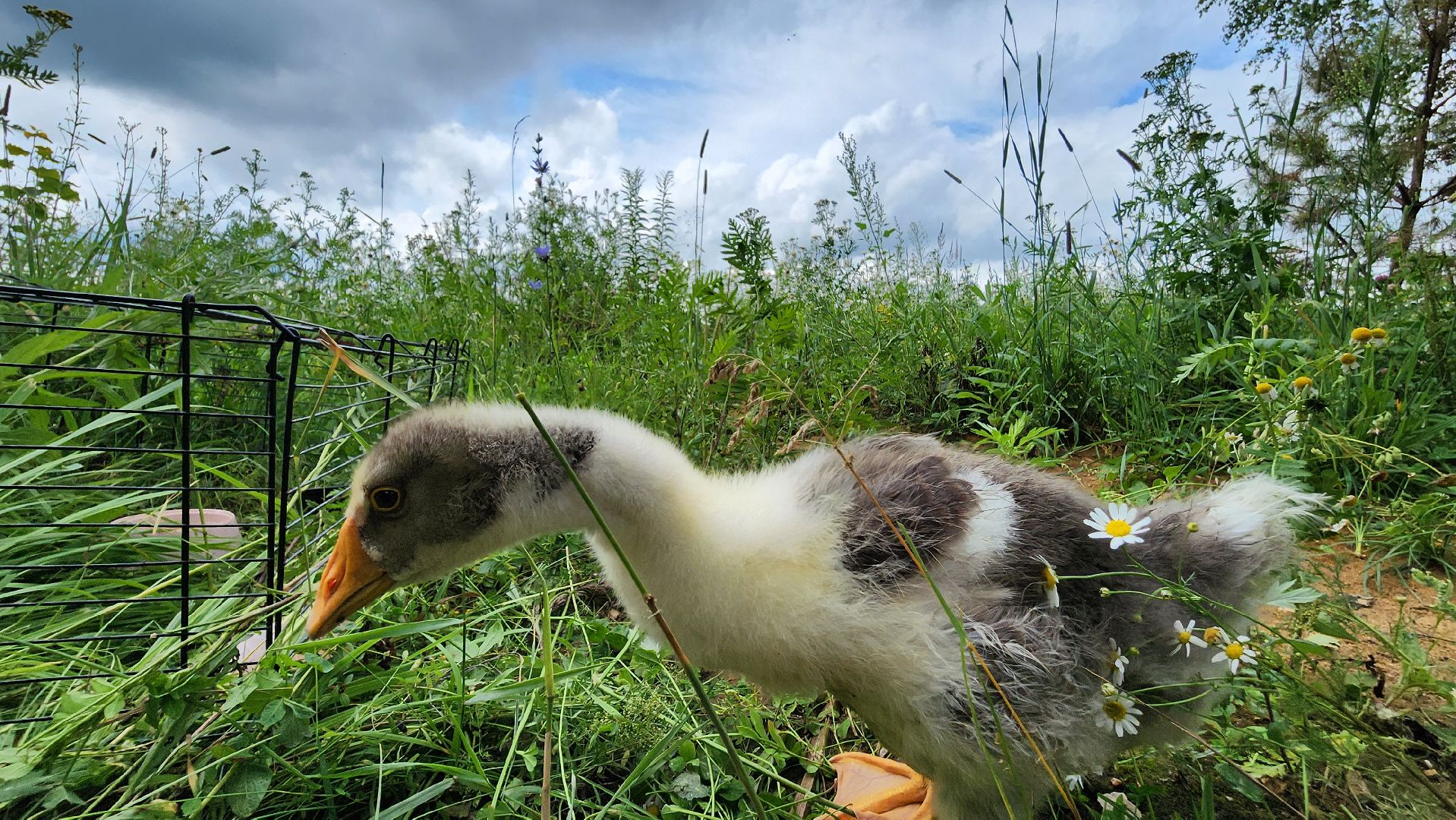 ступино, экопарк, туризм, лето в подмосковье,