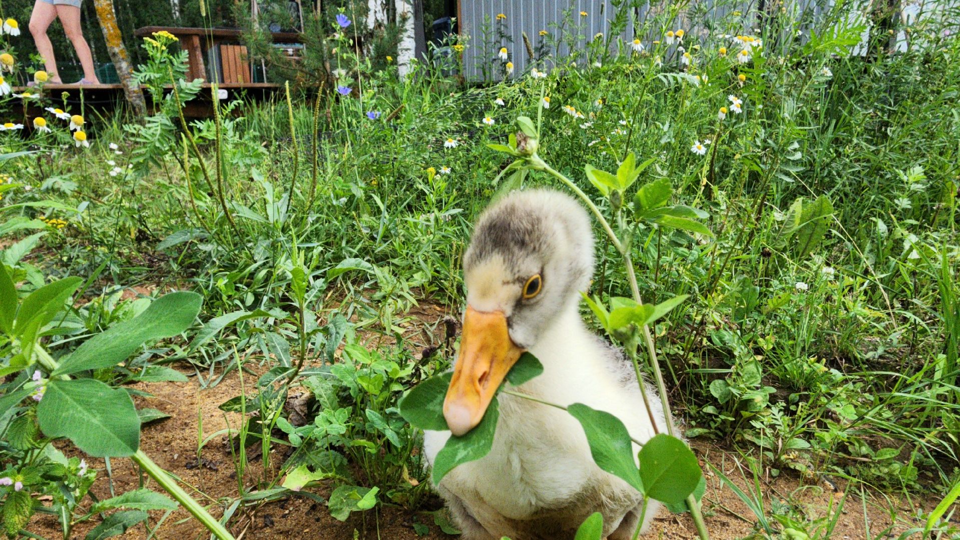 ступино, экопарк, туризм, лето в подмосковье,