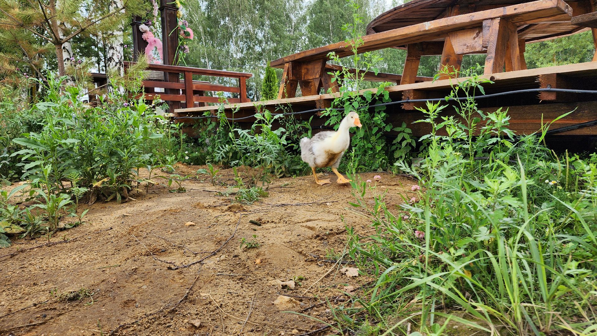 ступино, экопарк, туризм, лето в подмосковье,