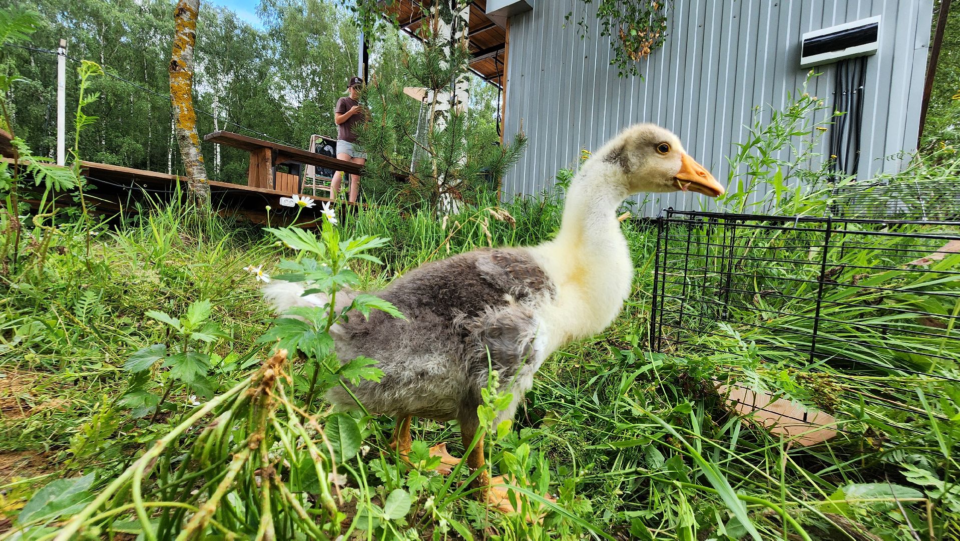 ступино, экопарк, туризм, лето в подмосковье,