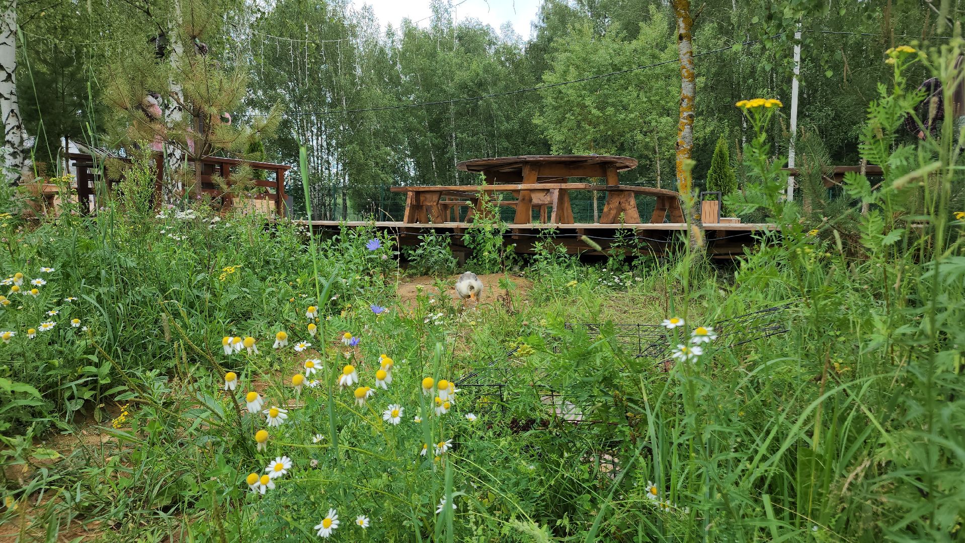 ступино, экопарк, туризм, лето в подмосковье,