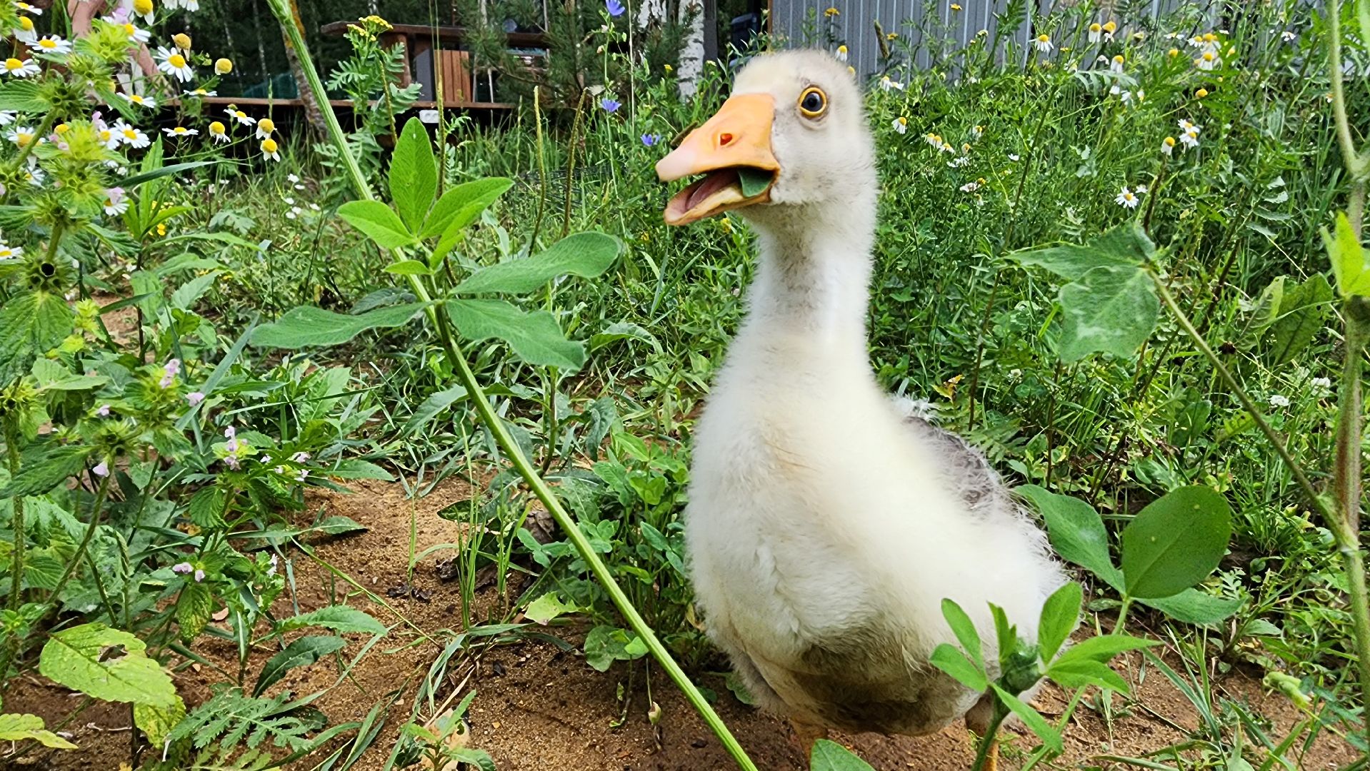ступино, экопарк, туризм, лето в подмосковье,