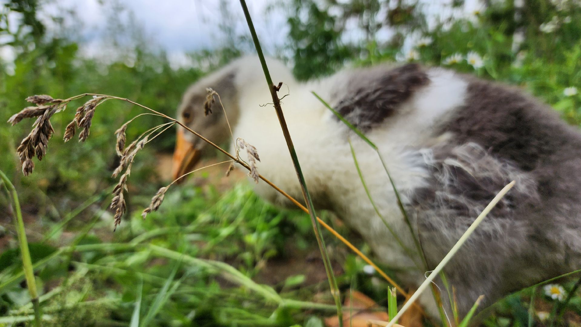 ступино, экопарк, туризм, лето в подмосковье,