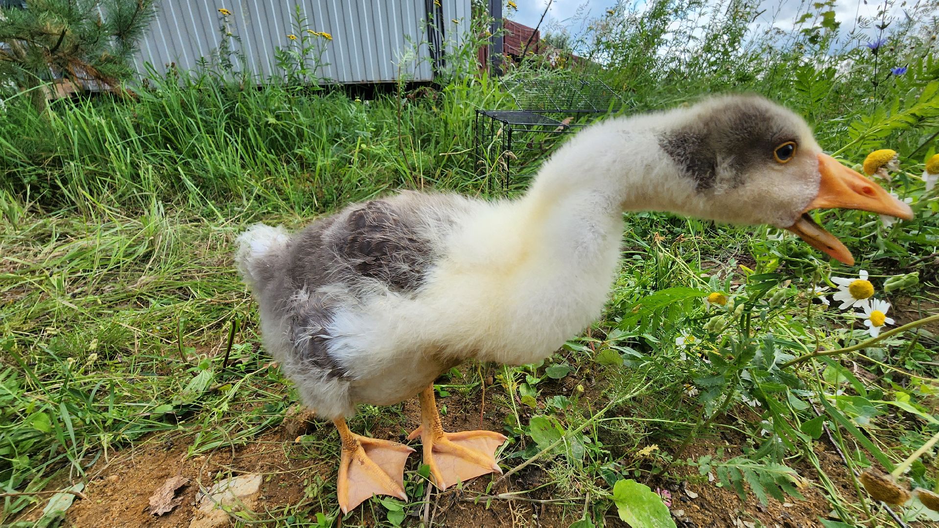 ступино, экопарк, туризм, лето в подмосковье,