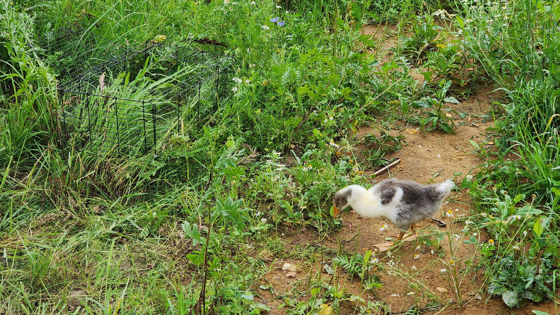 ступино, экопарк, туризм, лето в подмосковье,