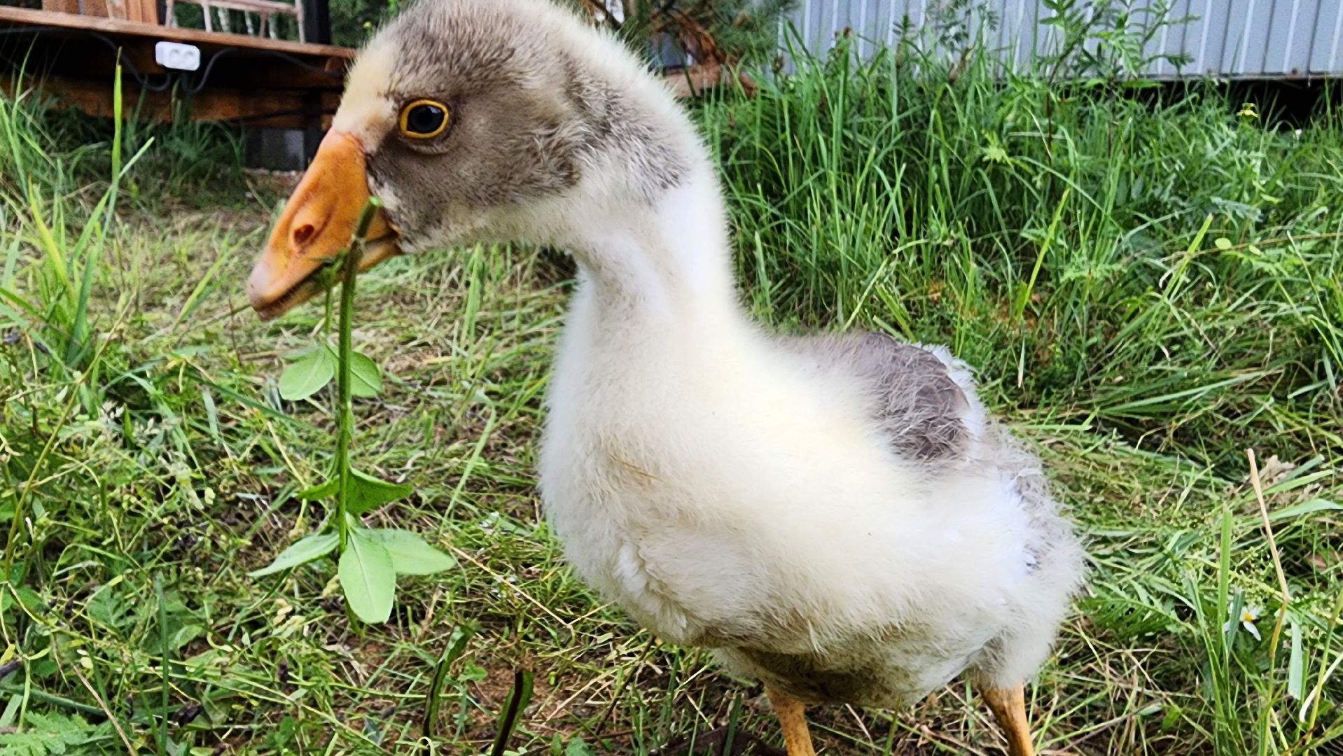 ступино, экопарк, туризм, лето в подмосковье,