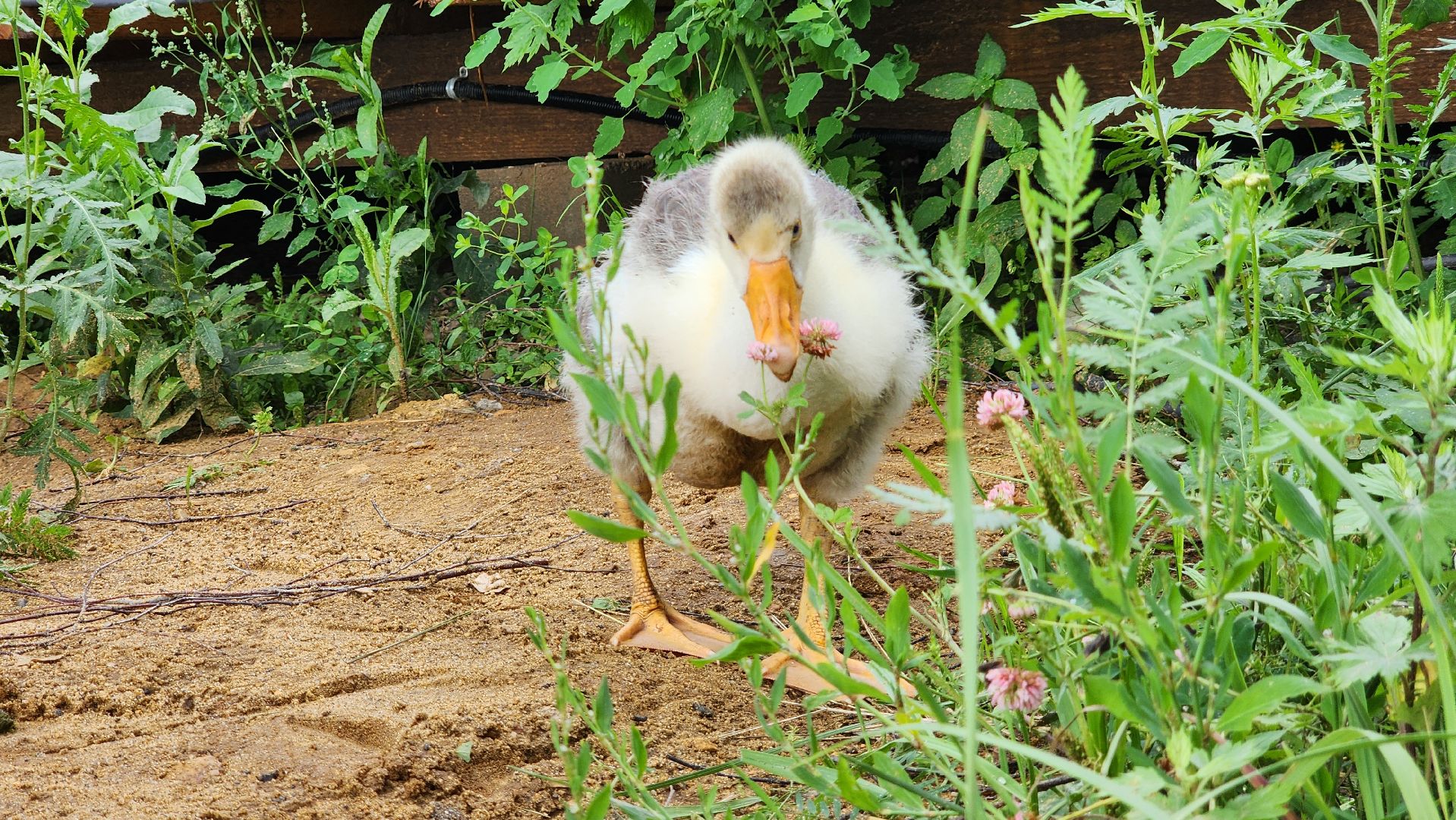 ступино, экопарк, туризм, лето в подмосковье,