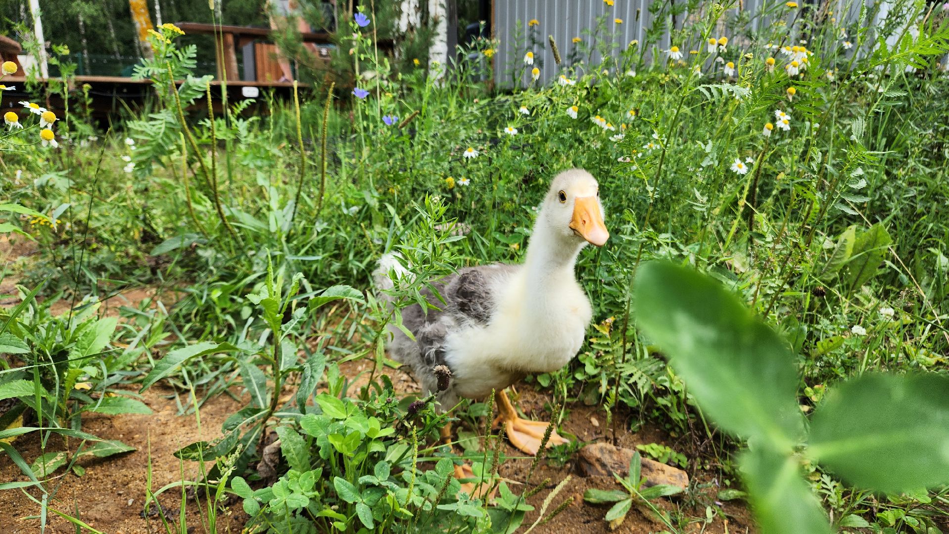 ступино, экопарк, туризм, лето в подмосковье,