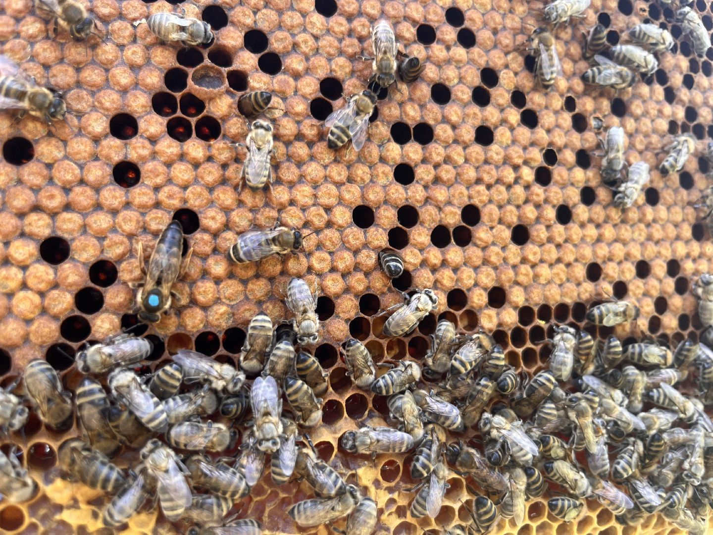 шатура, Шатура 2025, медосбор, Новости Шатуры , Шатура в лицах,