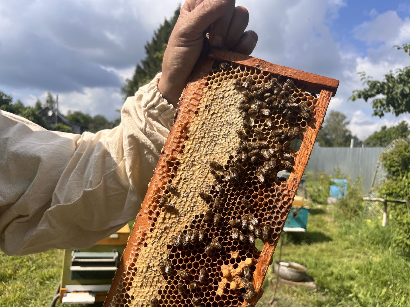 шатура, Шатура 2025, медосбор, Новости Шатуры , Шатура в лицах,