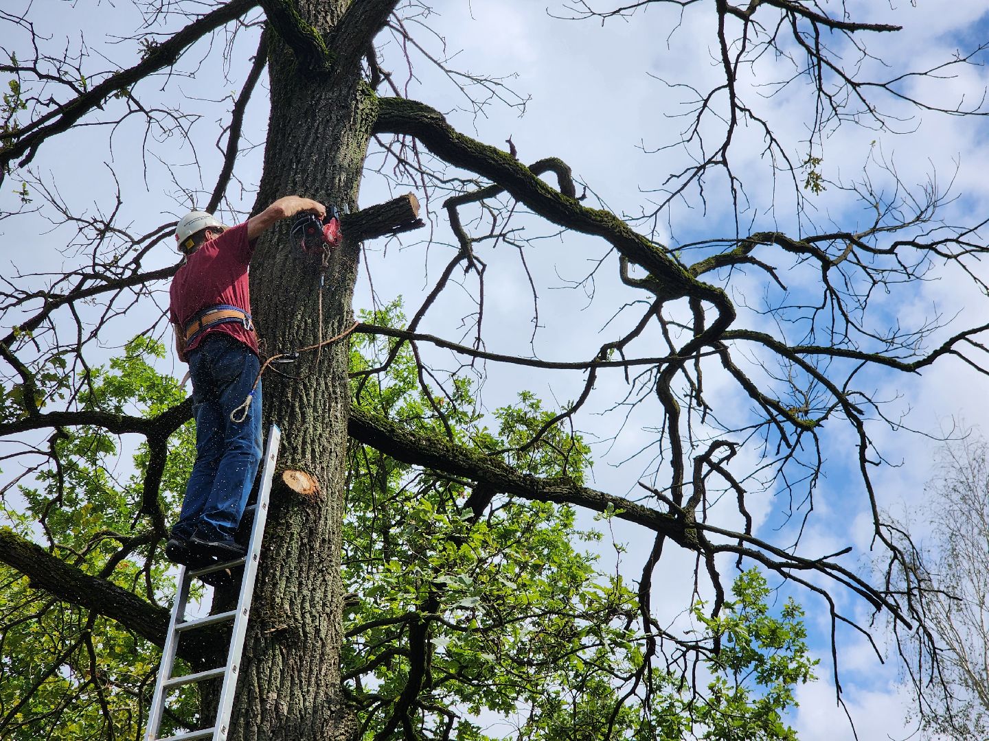 фрязино, опил деревьев, очистка пруда, лесопарк,