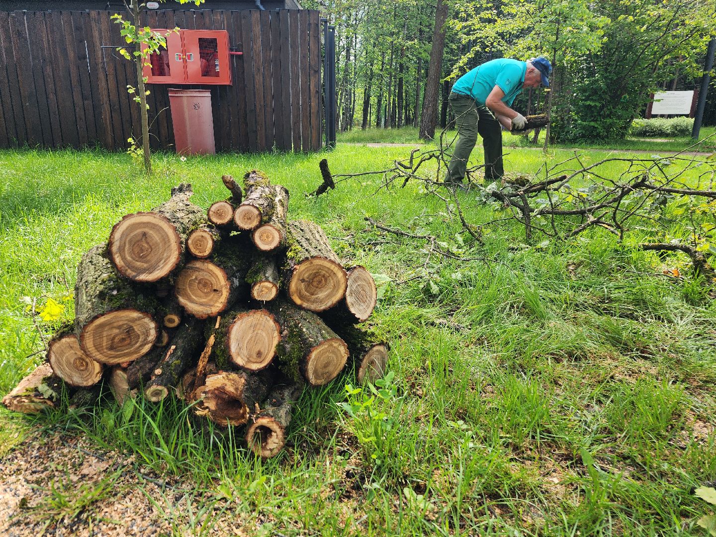 фрязино, опил деревьев, очистка пруда, лесопарк,