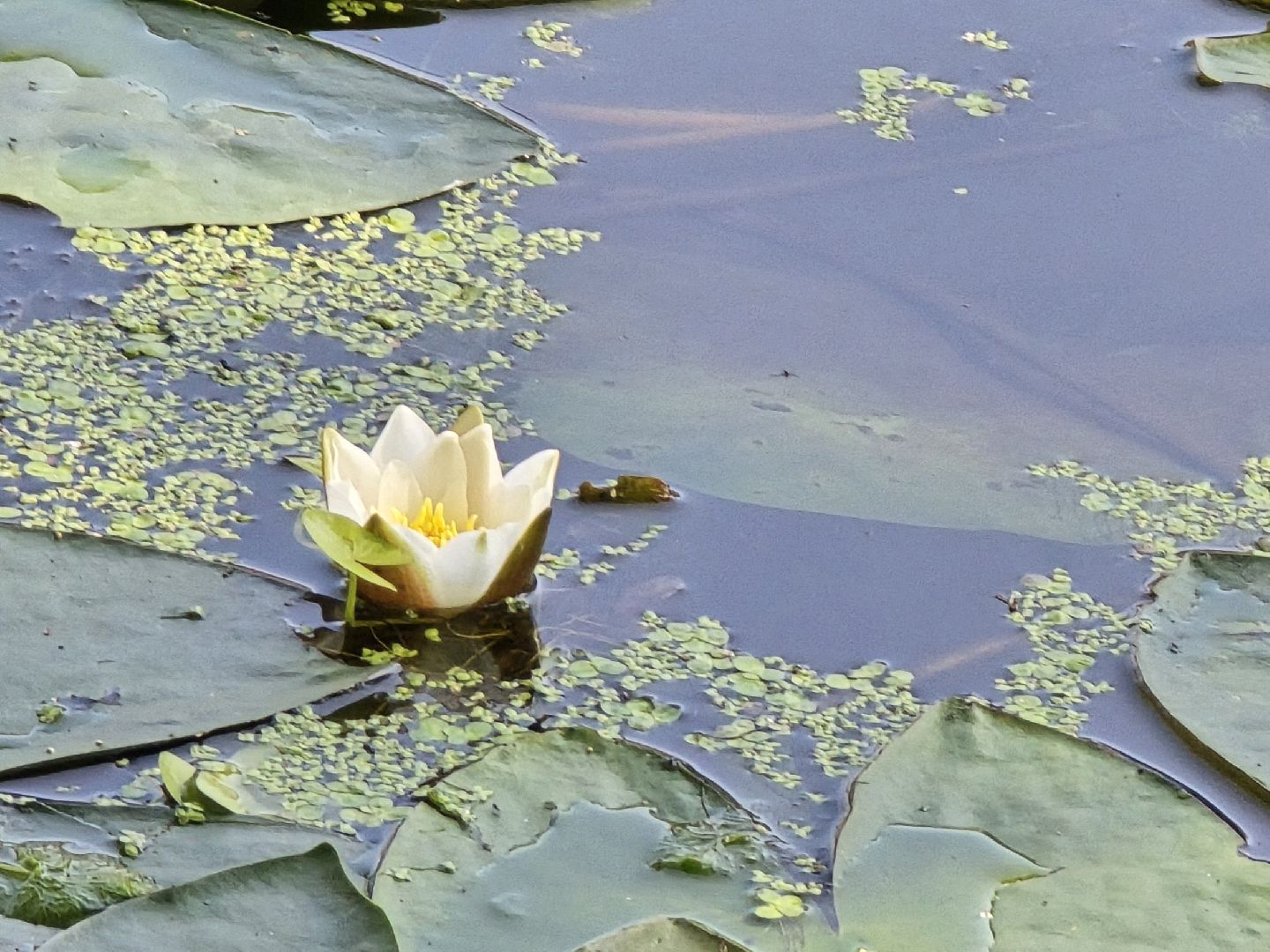 Коломна, вода россии, экологическая акция,