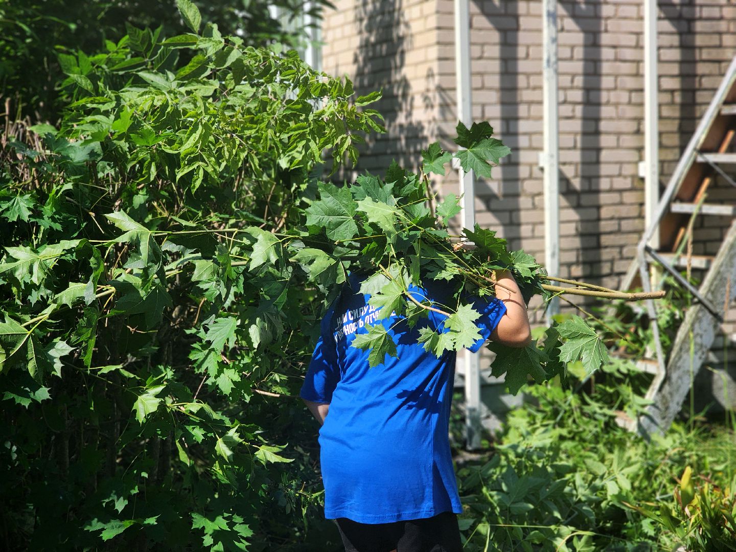 дубна,молодая гвардия, санитарная обрезка кустов, санитарная стрижка, школа 9,детский сад,