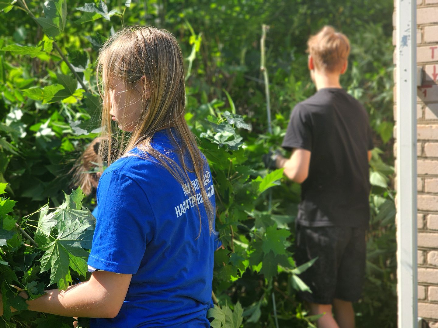 дубна,молодая гвардия, санитарная обрезка кустов, санитарная стрижка, школа 9,детский сад,