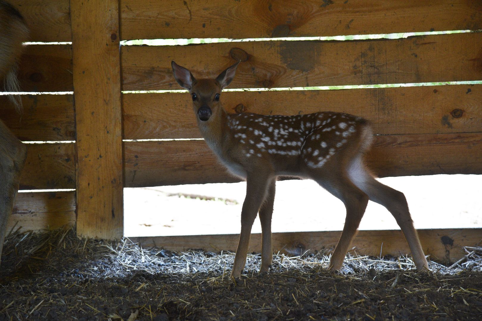 лотошино, лотошинский парк, олени, животные, парки подмосковья,