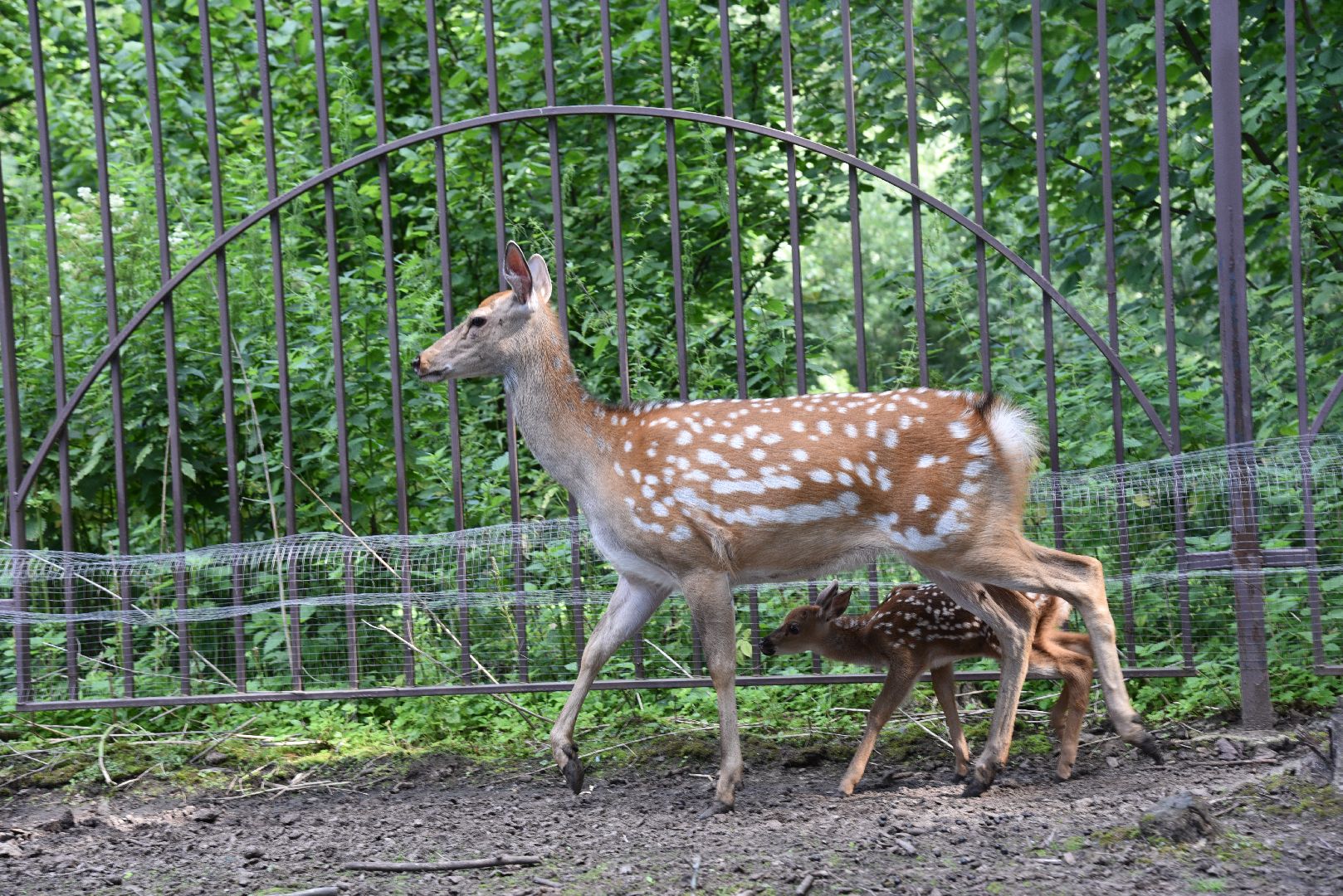лотошино, лотошинский парк, олени, животные, парки подмосковья,