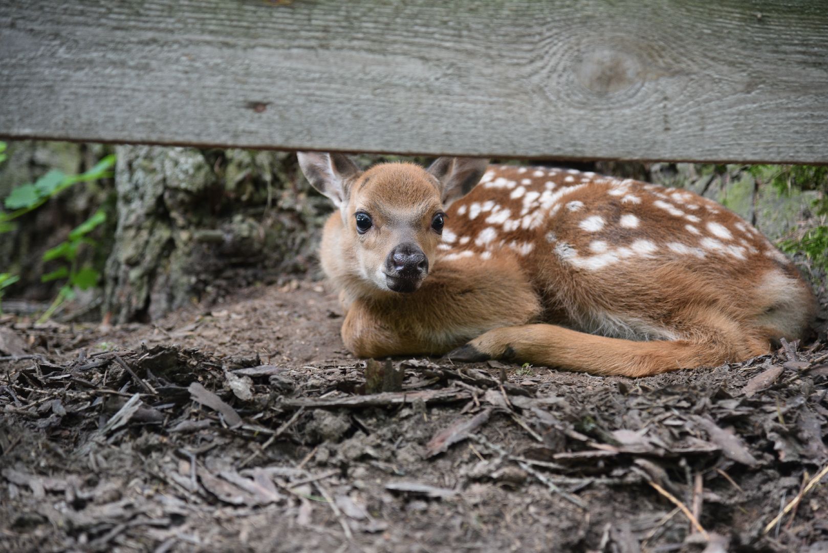 лотошино, лотошинский парк, олени, животные, парки подмосковья,