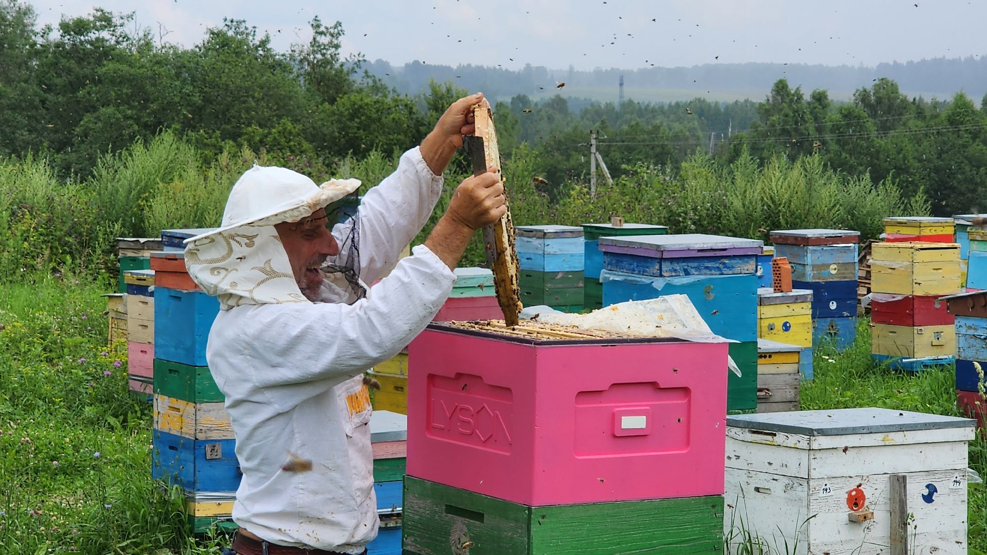 солнечногорск, деревня заовражье, пчелы, хьюман стори, пасека,