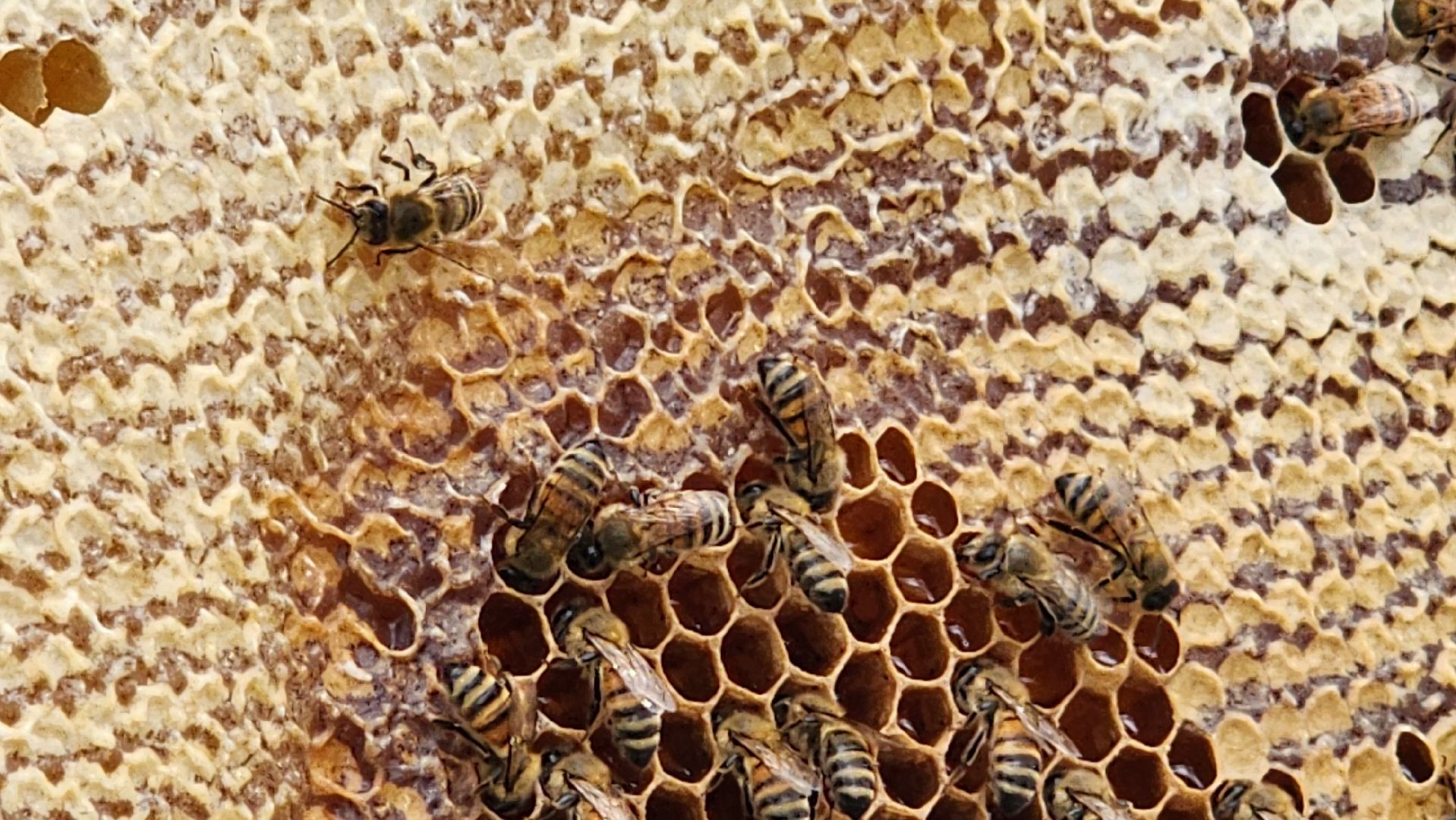 солнечногорск, деревня заовражье, пчелы, хьюман стори, пасека,