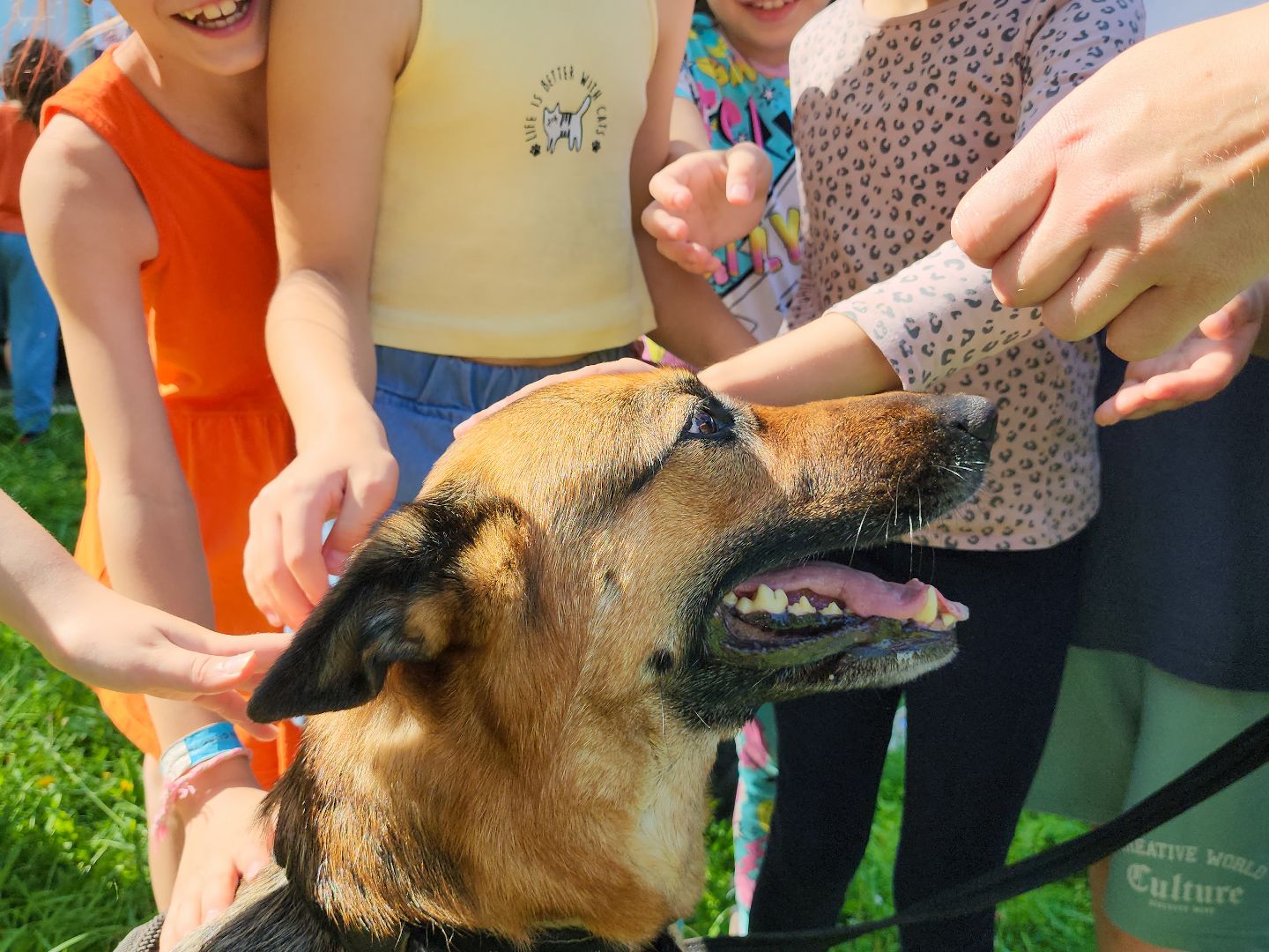 Подольск, Единый день профилактики, лагерь ромашка, Пожарные, Полиция, Кинологи,
